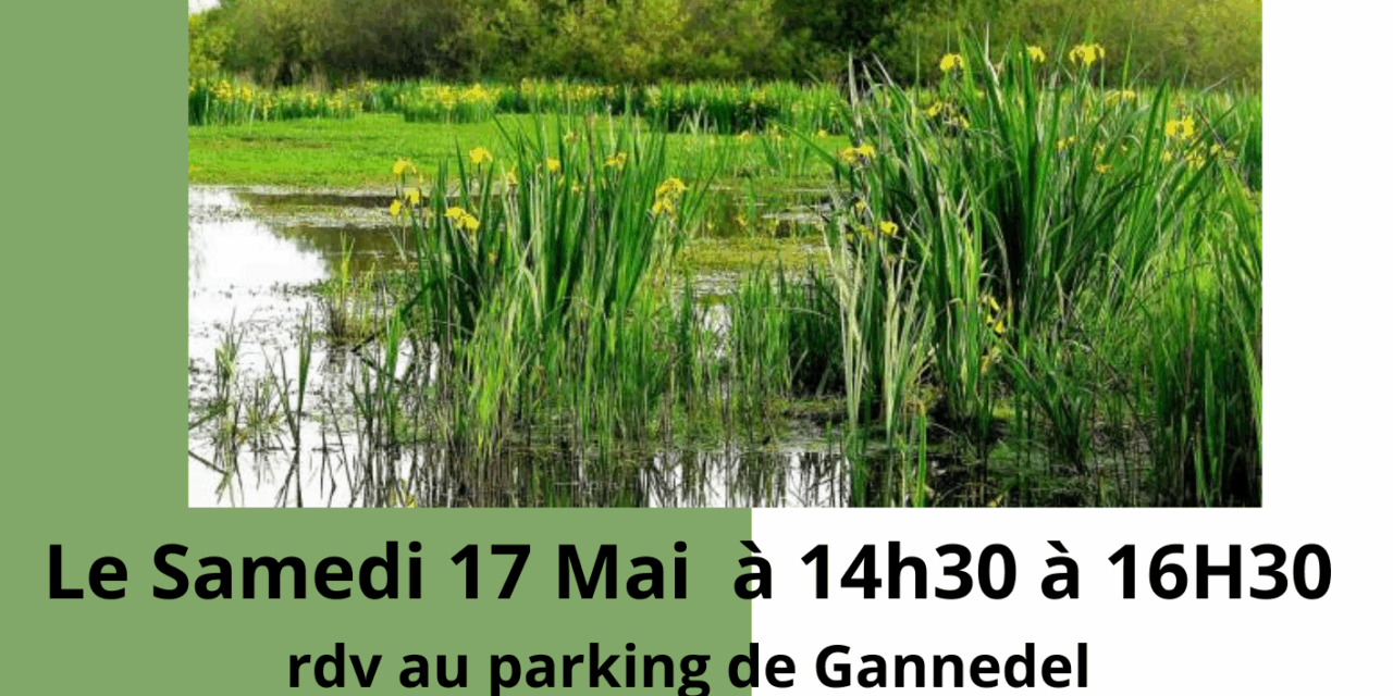 🌿 « À la rencontre des trésors cachés du Marais de Gannedel » 🌿Samedi 17 mai 2025